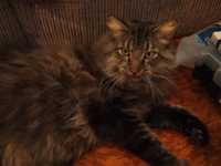 Hermes and Onjay sleep on couch P2050522